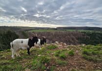 Somerset species benefit from £13-million national recovery investment